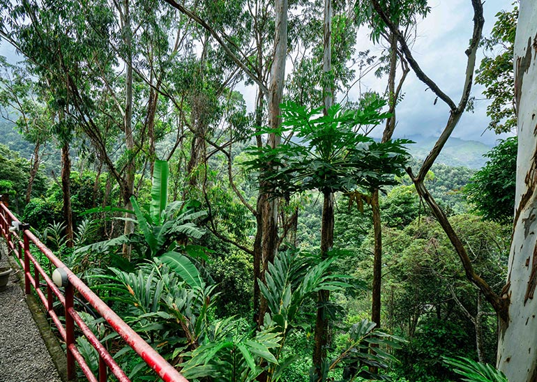 Rooms in Munnar